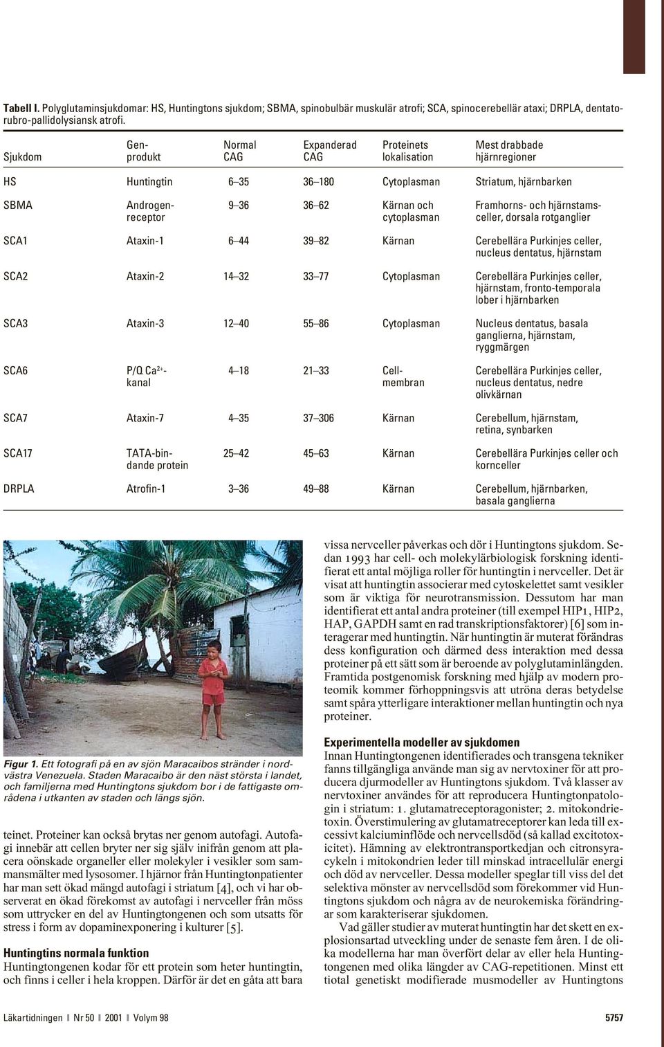 Framhorns- och hjärnstamsreceptor cytoplasman celler, dorsala rotganglier SCA1 Ataxin-1 6 44 39 82 Kärnan Cerebellära Purkinjes celler, nucleus dentatus, hjärnstam SCA2 Ataxin-2 14 32 33 77