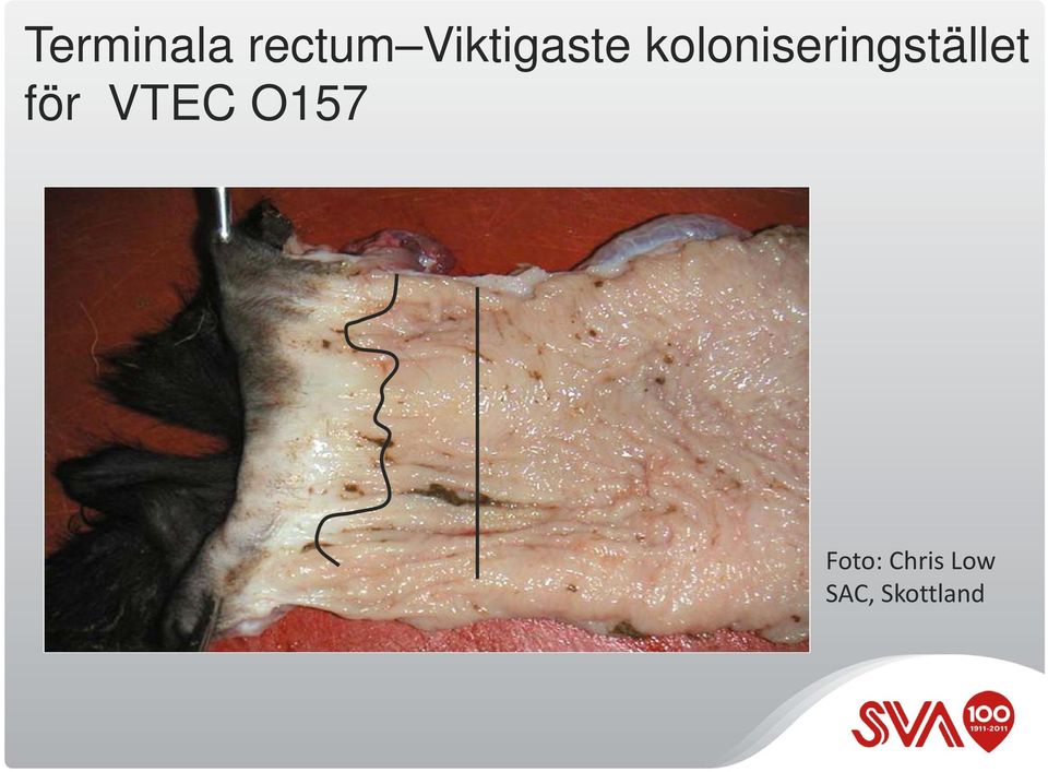 koloniseringstället