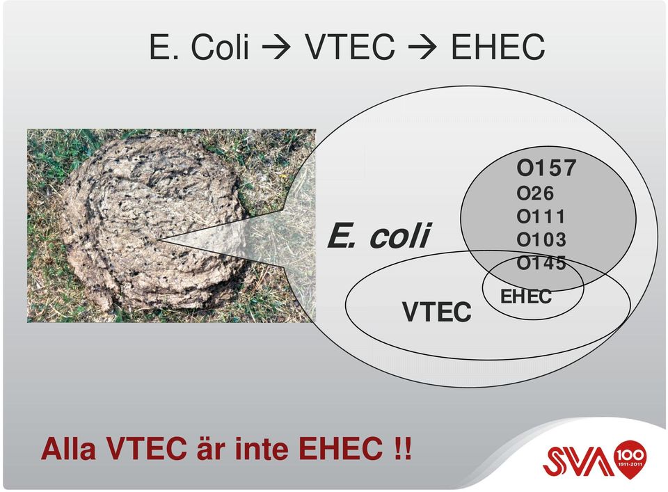 coli O103 VTEC O145