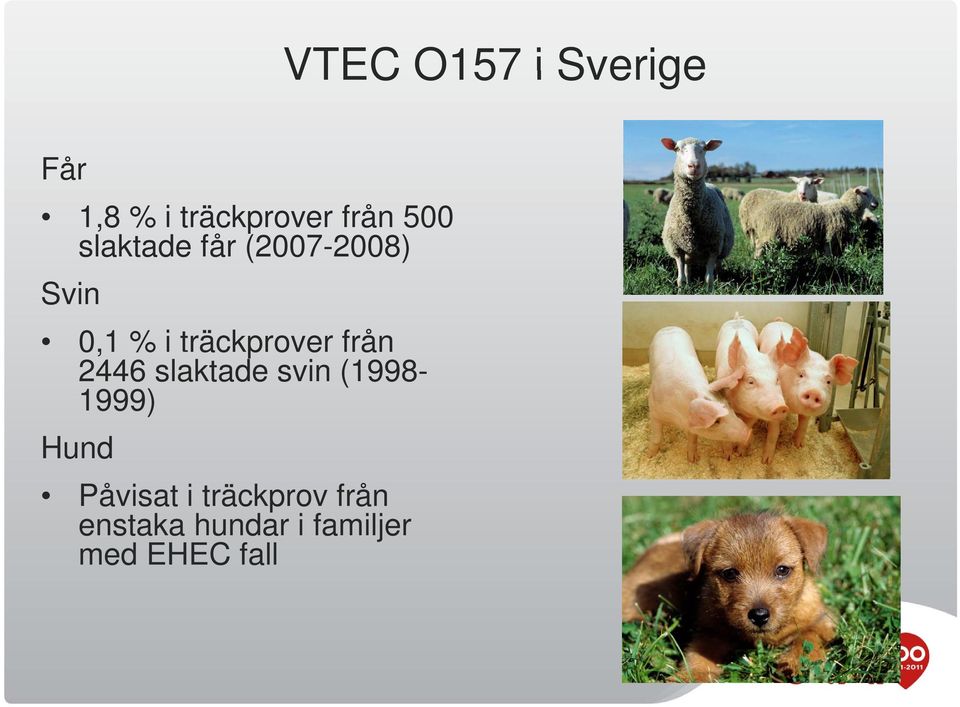 träckprover från 2446 slaktade svin (1998-1999)