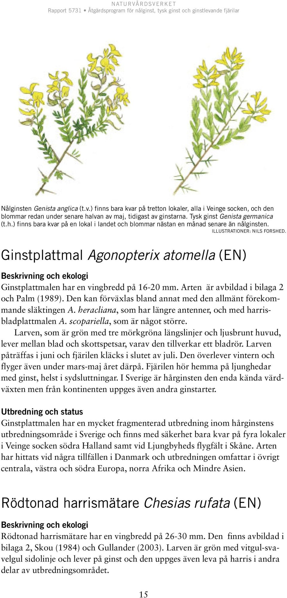Den kan förväxlas bland annat med den allmänt förekommande släktingen A. heracliana, som har längre antenner, och med harrisbladplattmalen A. scopariella, som är något större.