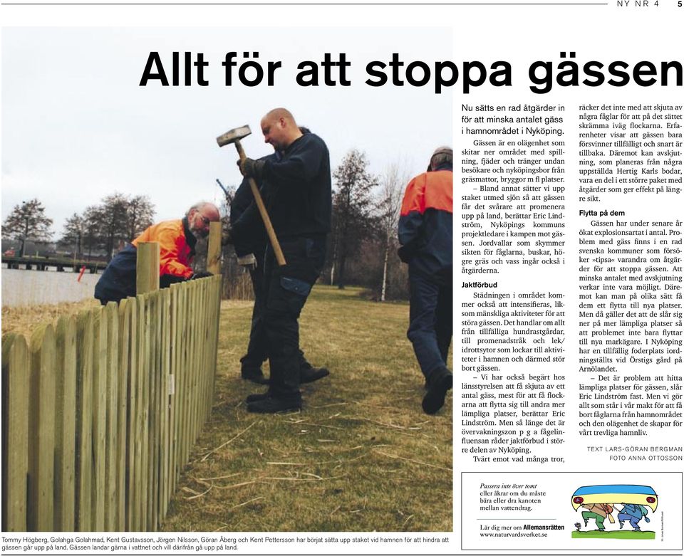 Bland annat sätter vi upp staket utmed sjön så att gässen får det svårare att promenera upp på land, berättar Eric Lindström, Nyköpings kommuns projektledare i kampen mot gässen.