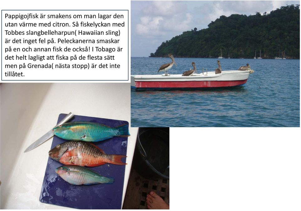 fel på. Peleckanerna smaskar på en och annan fisk de också!