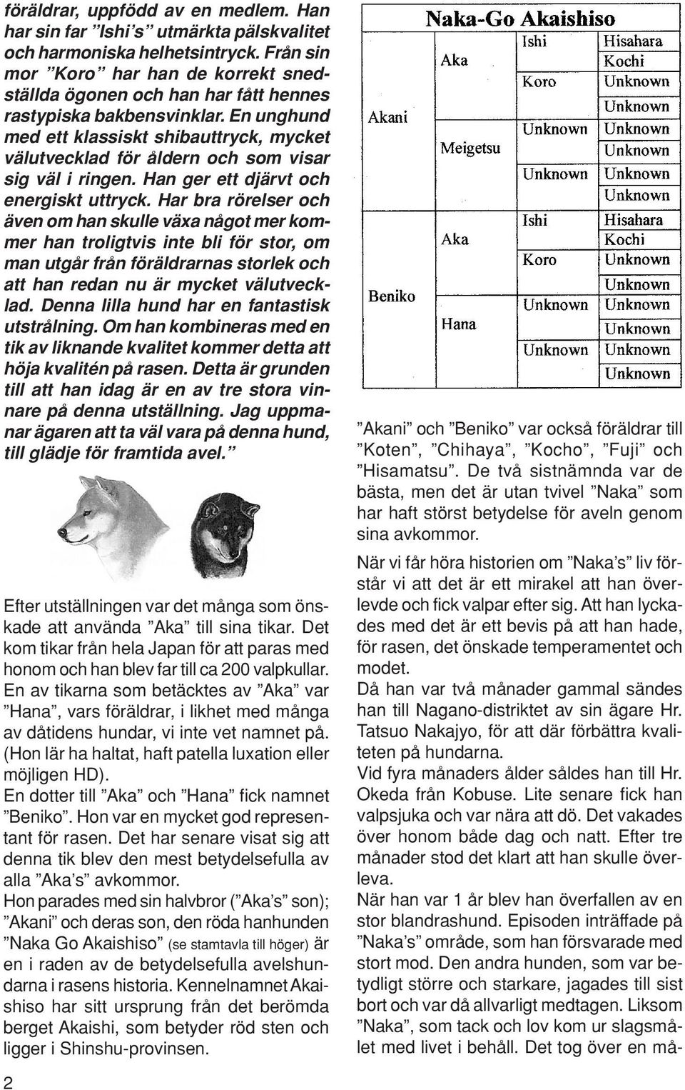 En unghund med ett klassiskt shibauttryck, mycket välutvecklad för åldern och som visar sig väl i ringen. Han ger ett djärvt och energiskt uttryck.