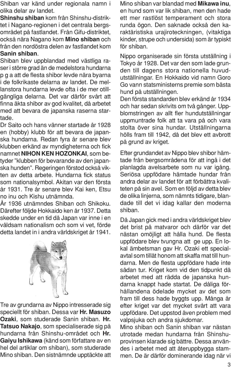 Shiban blev uppblandad med västliga raser i större grad än de medelstora hundarna p g a att de flesta shibor levde nära byarna i de folkrikaste delarna av landet.