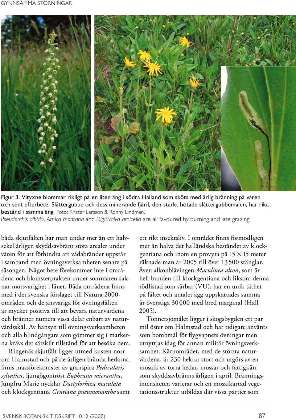 Pseudorchis albida, Arnica montana and Digitivalva arnicella are all favoured by burning and late grazing.