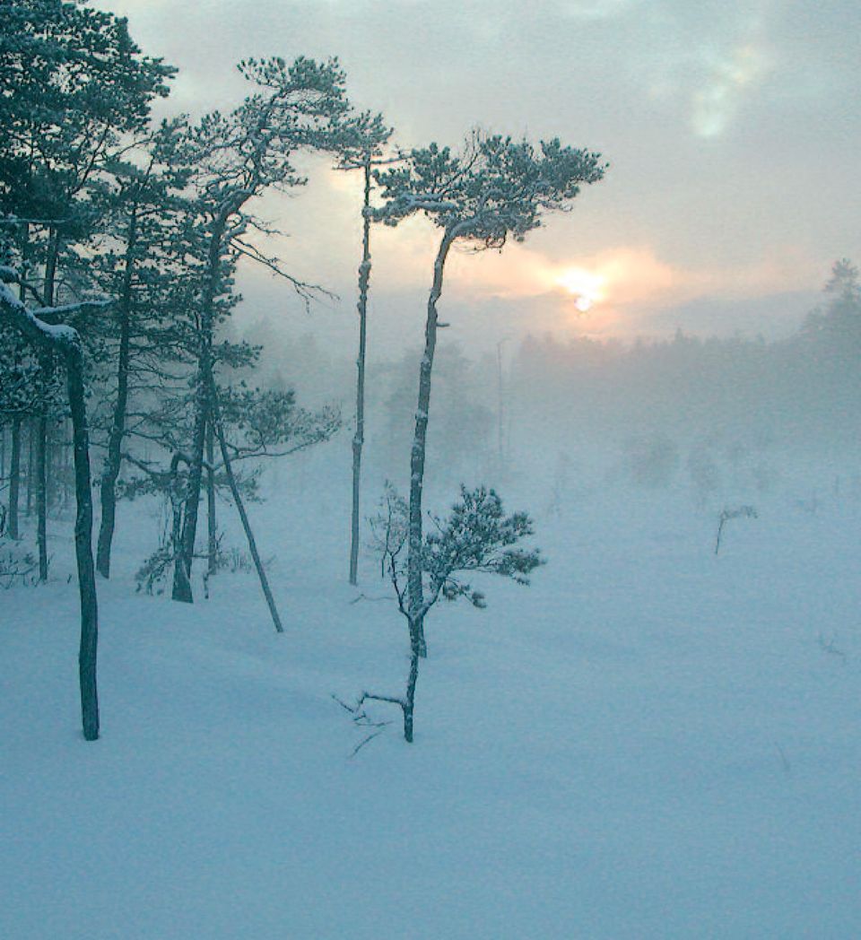 skydd av skog