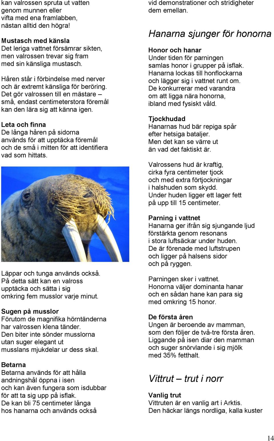 Det gör valrossen till en mästare små, endast centimeterstora föremål kan den lära sig att känna igen.