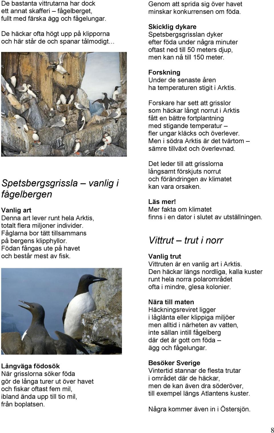 Skicklig dykare Spetsbergsgrisslan dyker efter föda under några minuter oftast ned till 50 meters djup, men kan nå till 150 meter. Forskning Under de senaste åren ha temperaturen stigit i Arktis.