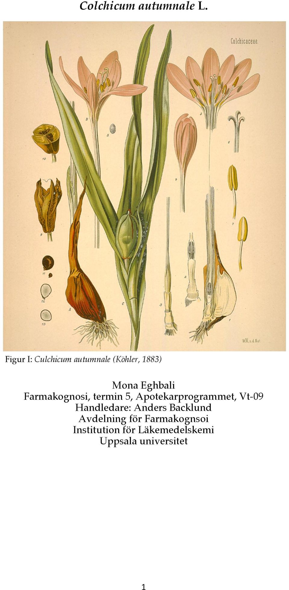 Colchicum autumnalemona Eghbali Farmakognosi, termin 5,