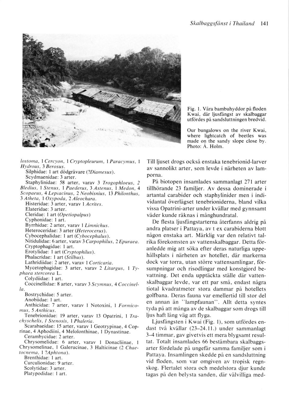 Histeridae: 3 arter, varav I Acrites. Elateridae:3 arter. Cleridae: I art (Opetiopalpus) Cyphonidae: I art. Byrrhidae: 2 arter, varav I Limnichus. Heteroceridae: 3 arler (Heterocerus).