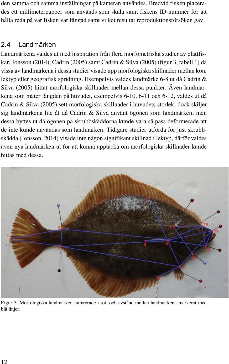 4 Landmärken Landmärkena valdes ut med inspiration från flera morfometriska studier av plattfiskar, Jonsson (2014), Cadrin (2005) samt Cadrin & Silva (2005) (figur 3, tabell 1) då vissa av