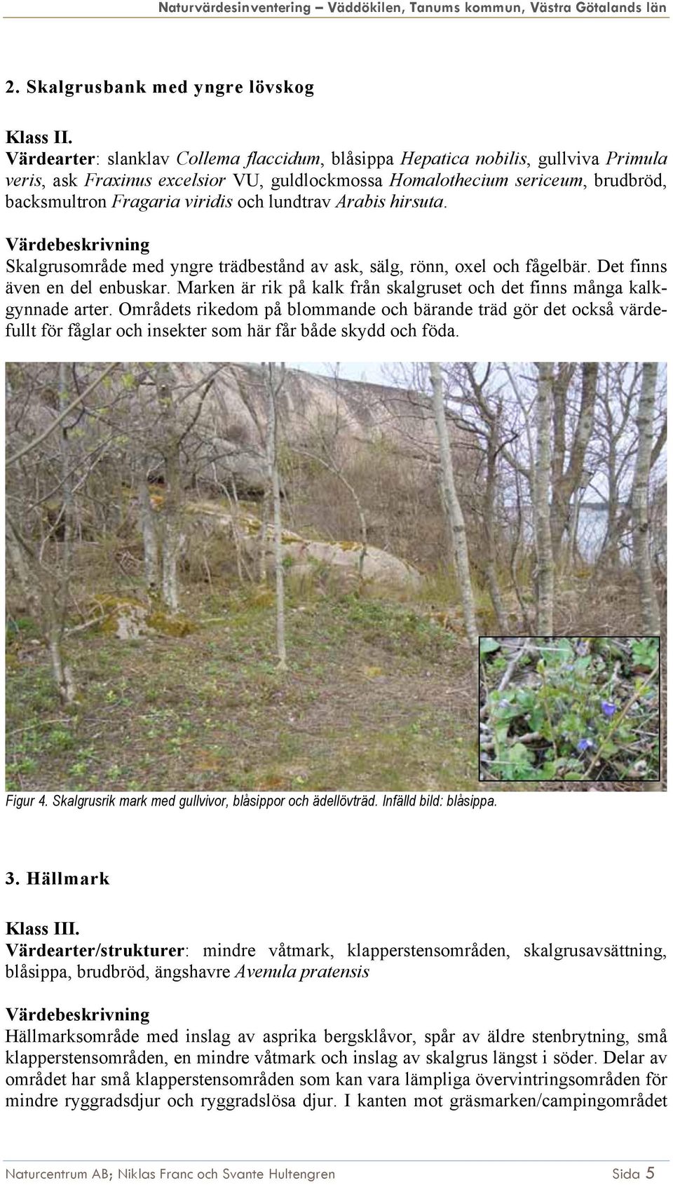 lundtrav Arabis hirsuta. Skalgrusområde med yngre trädbestånd av ask, sälg, rönn, oxel och fågelbär. Det finns även en del enbuskar.