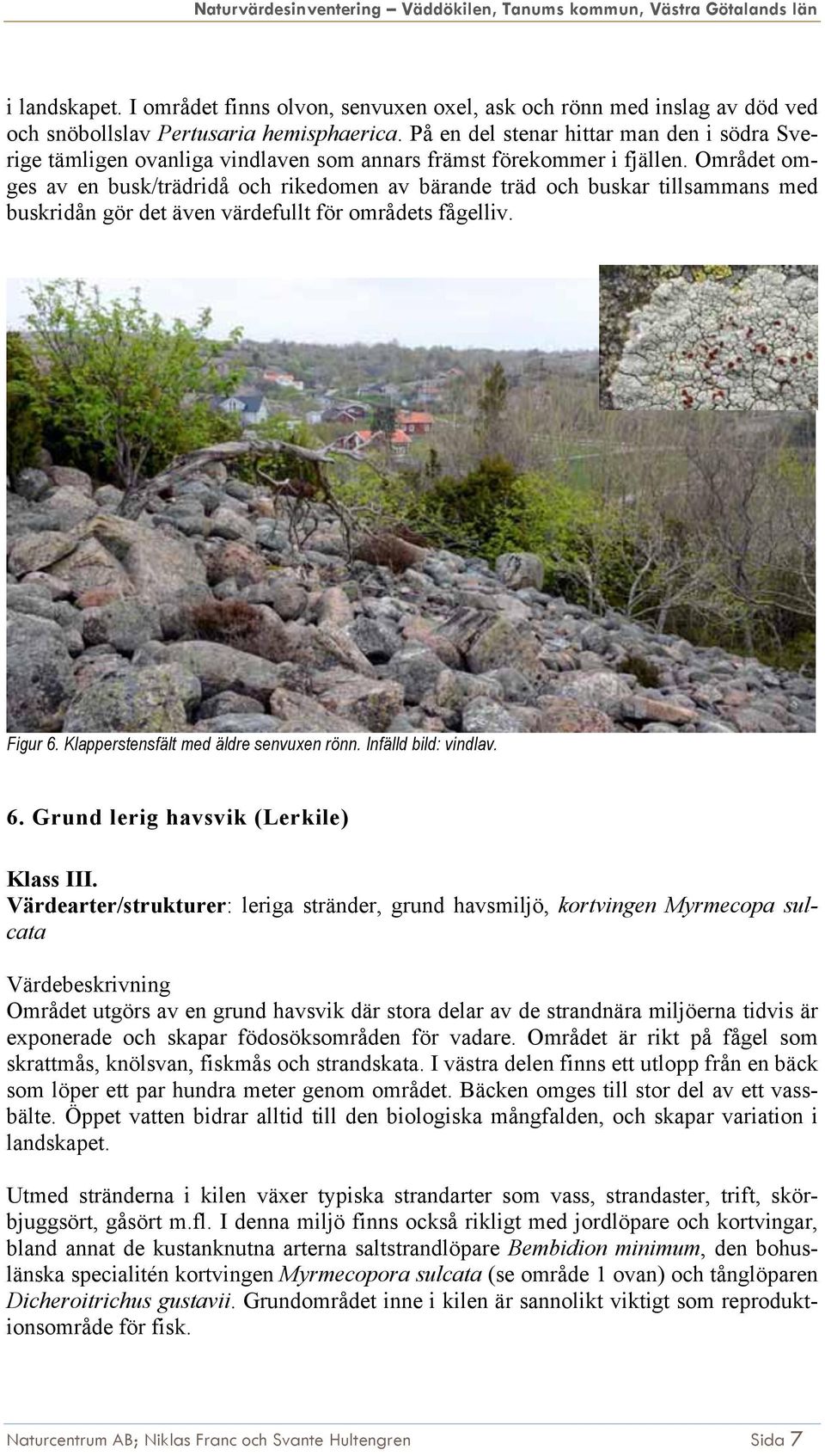 Området omges av en busk/trädridå och rikedomen av bärande träd och buskar tillsammans med buskridån gör det även värdefullt för områdets fågelliv. Figur 6. Klapperstensfält med äldre senvuxen rönn.