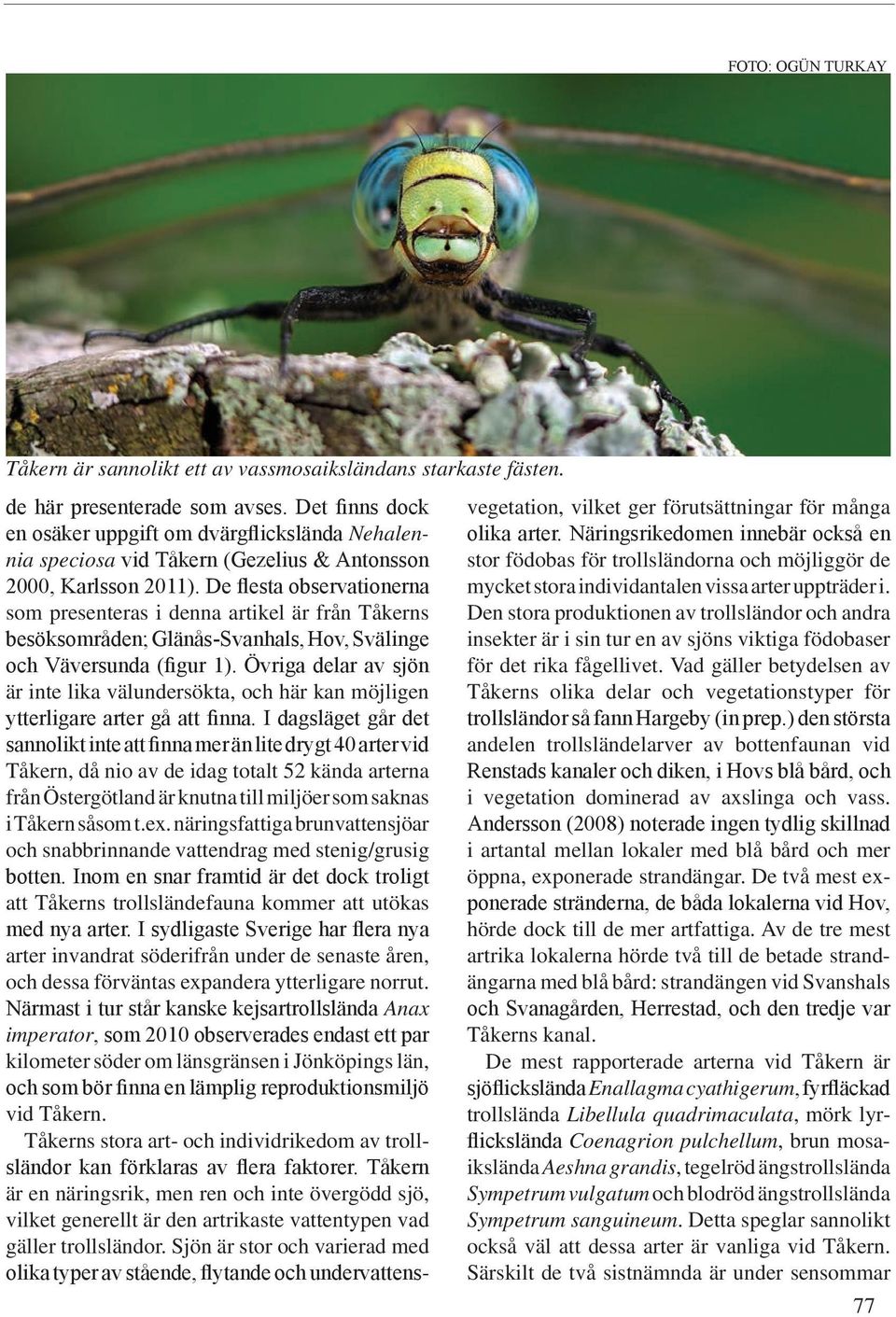 De flesta observationerna som presenteras i denna artikel är från Tåkerns besöksområden; Glänås-Svanhals, Hov, Svälinge och Väversunda (figur 1).