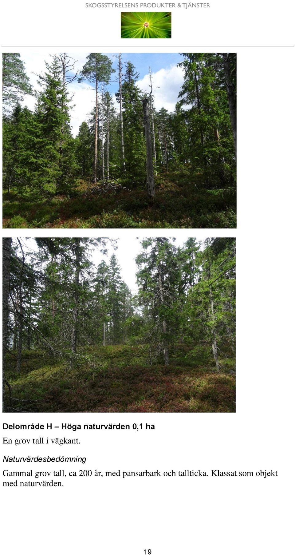 Naturvärdesbedömning Gammal grov tall,