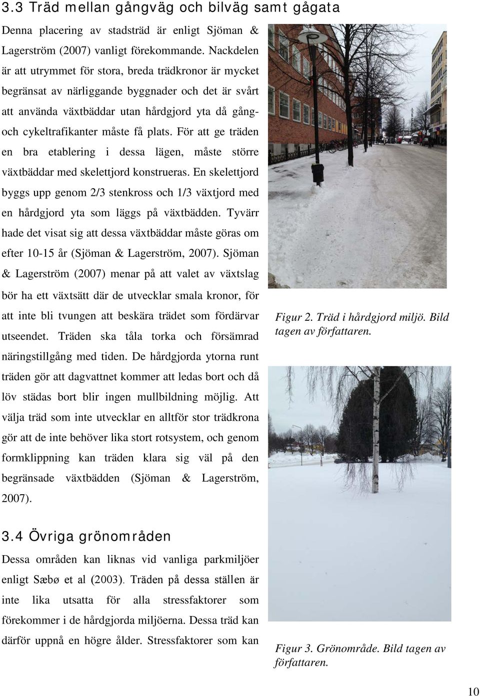 plats. För att ge träden en bra etablering i dessa lägen, måste större växtbäddar med skelettjord konstrueras.