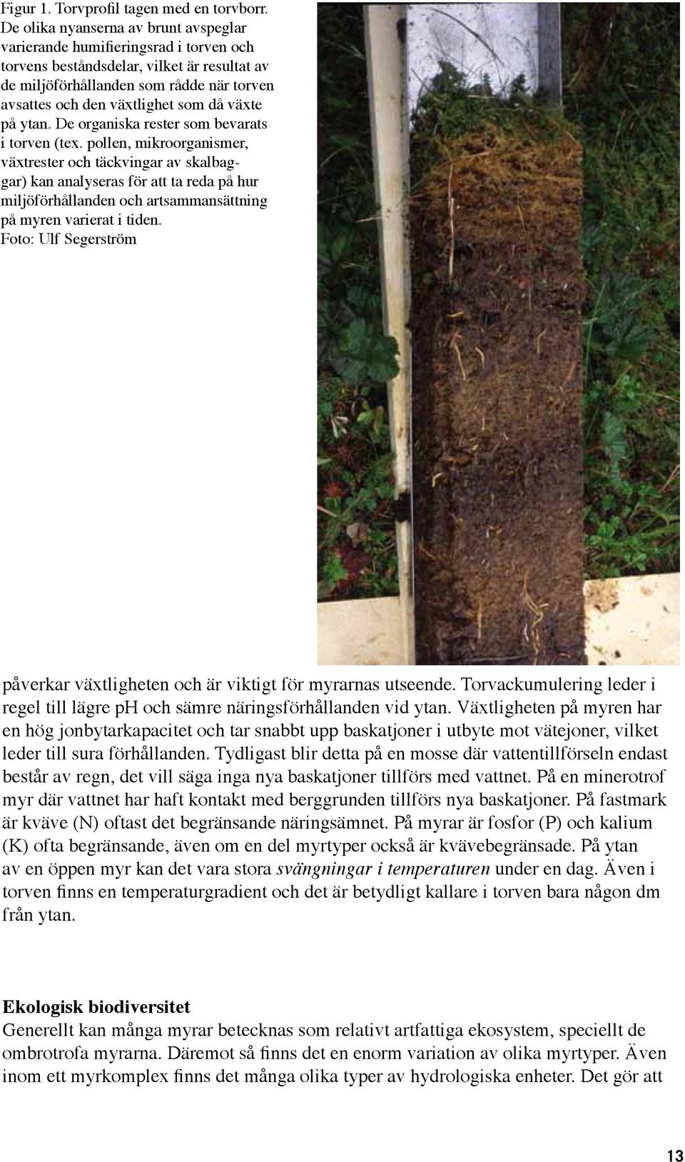 växte på ytan. De organiska rester som bevarats i torven (tex.