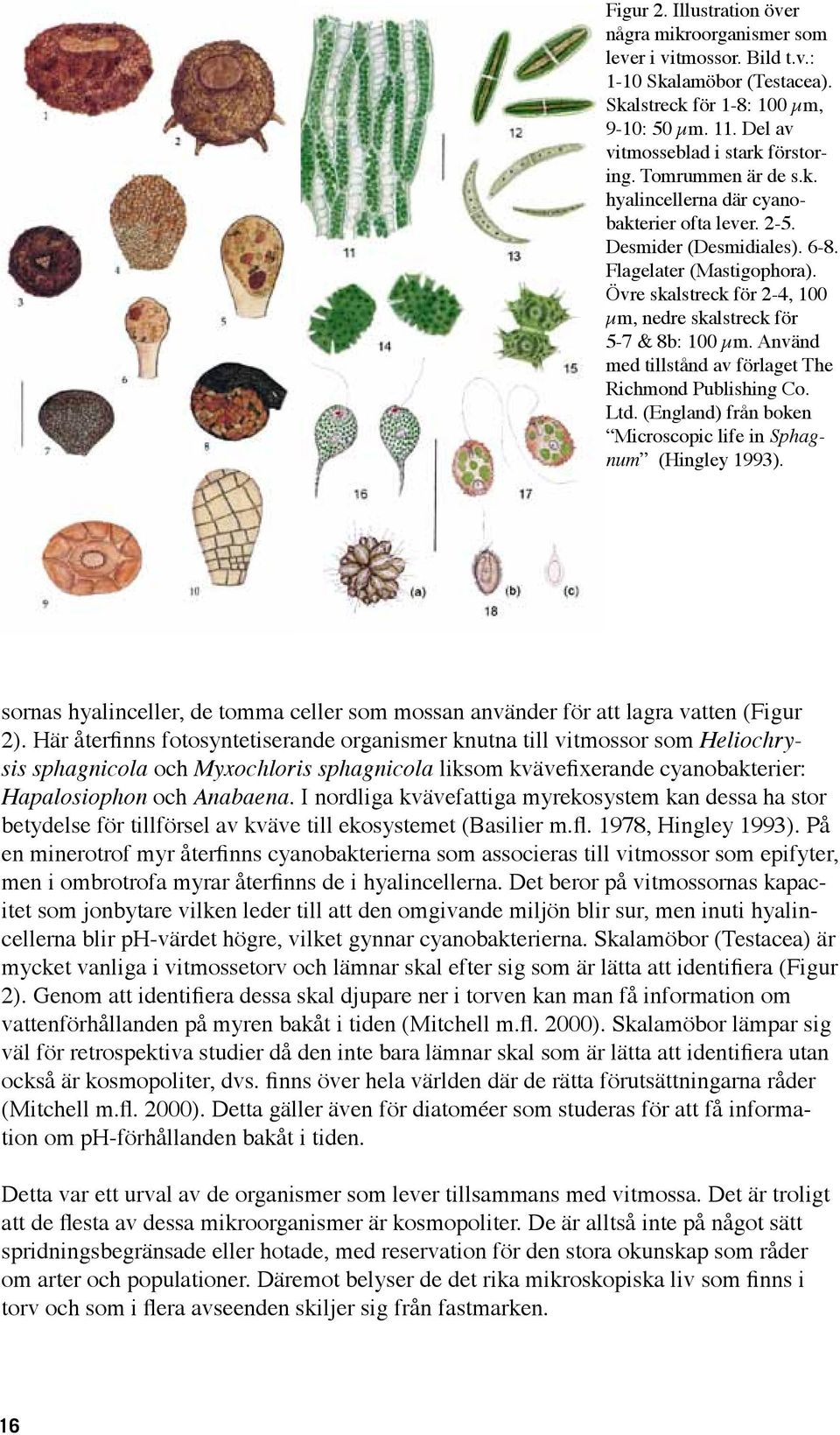 Använd med tillstånd av förlaget The Richmond Publishing Co. Ltd. (England) från boken Microscopic life in Sphagnum (Hingley 1993).
