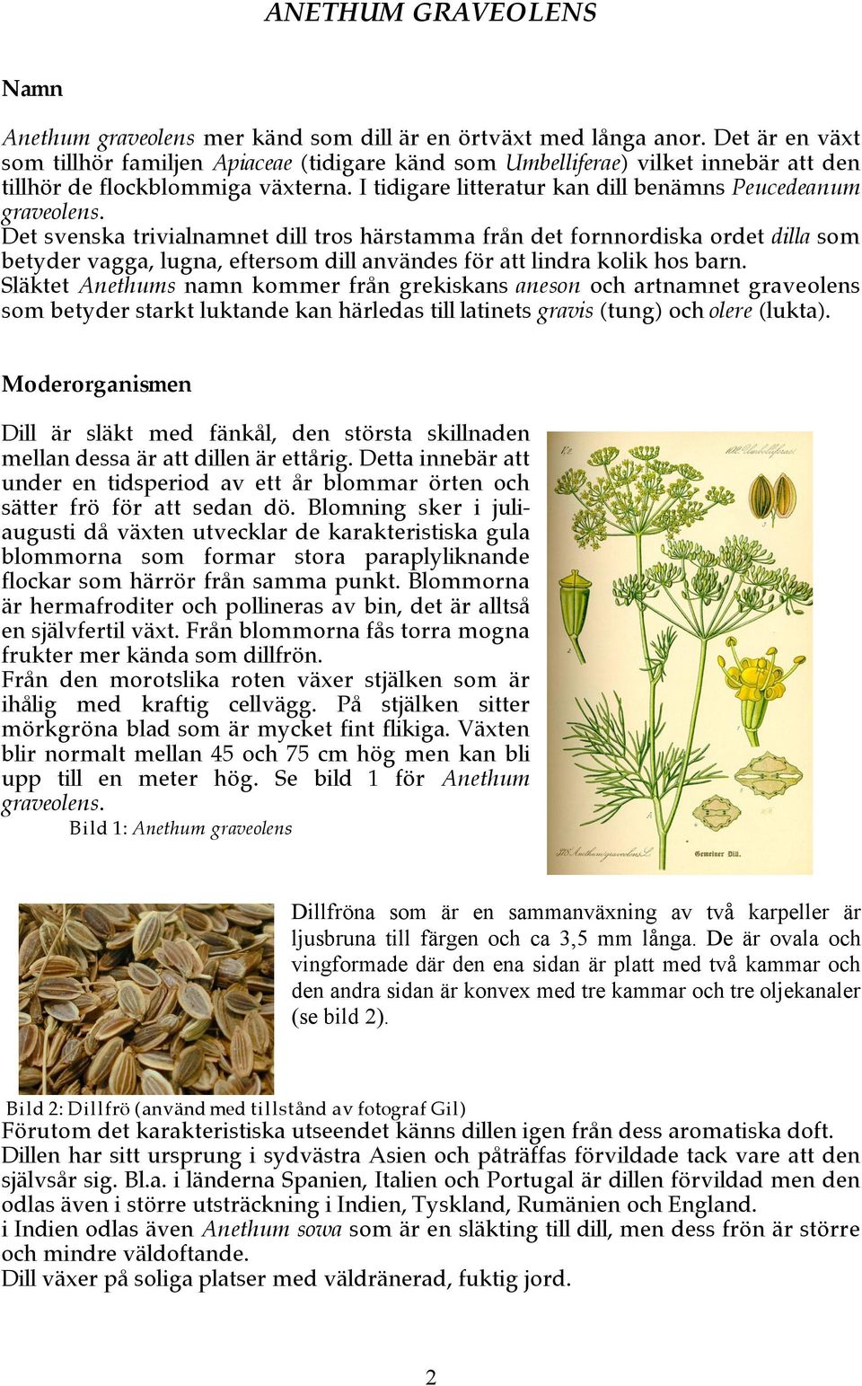 Det svenska trivialnamnet dill tros härstamma från det fornnordiska ordet dilla som betyder vagga, lugna, eftersom dill användes för att lindra kolik hos barn.