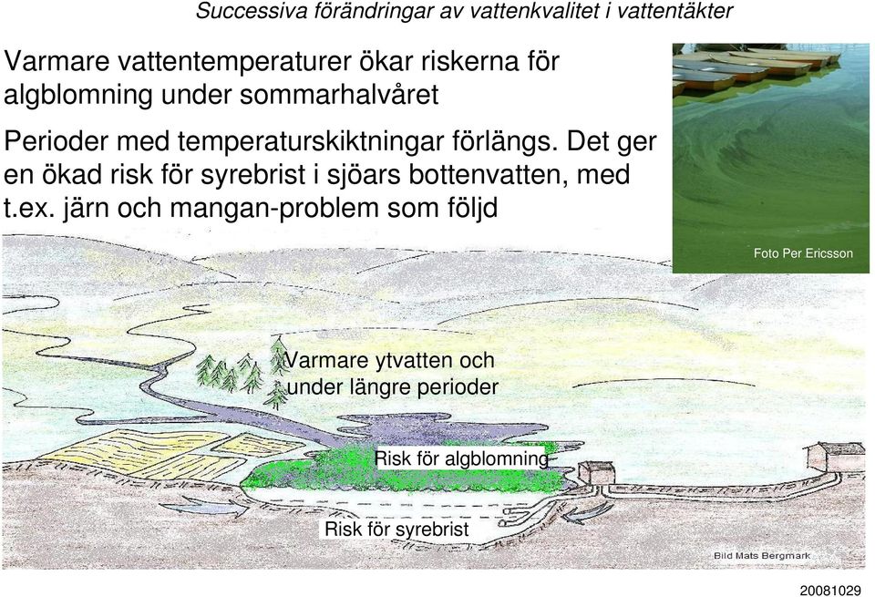 förlängs. Det ger en ökad risk för syrebrist i sjöars bottenvatten, med t.ex.