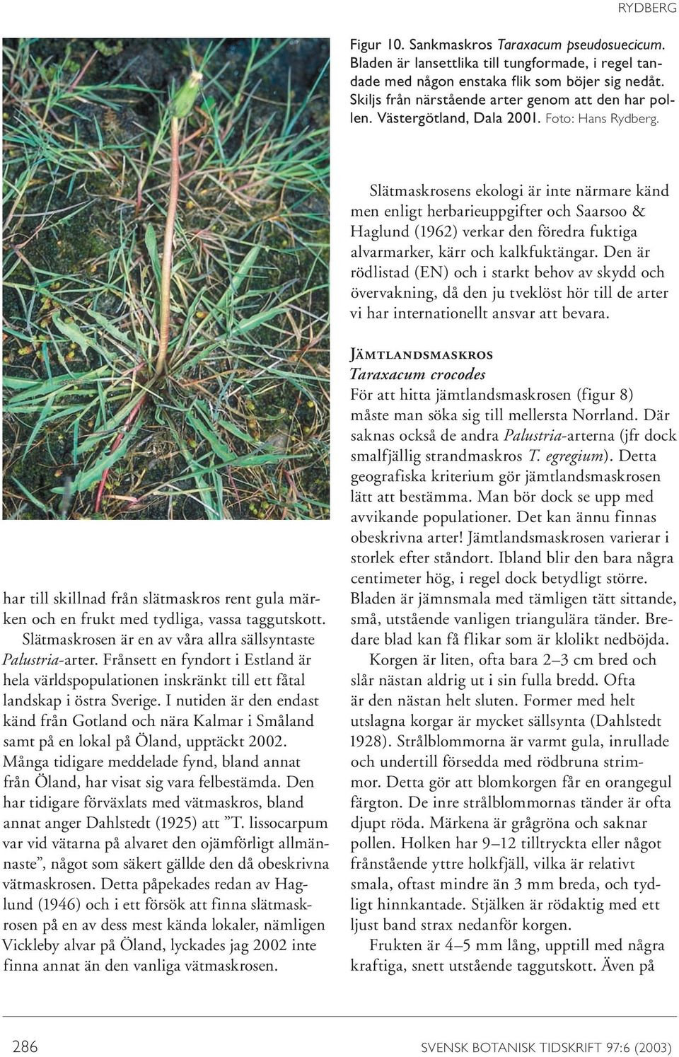Slätmaskrosens ekologi är inte närmare känd men enligt herbarieuppgifter och Saarsoo & Haglund (1962) verkar den föredra fuktiga alvarmarker, kärr och kalkfuktängar.
