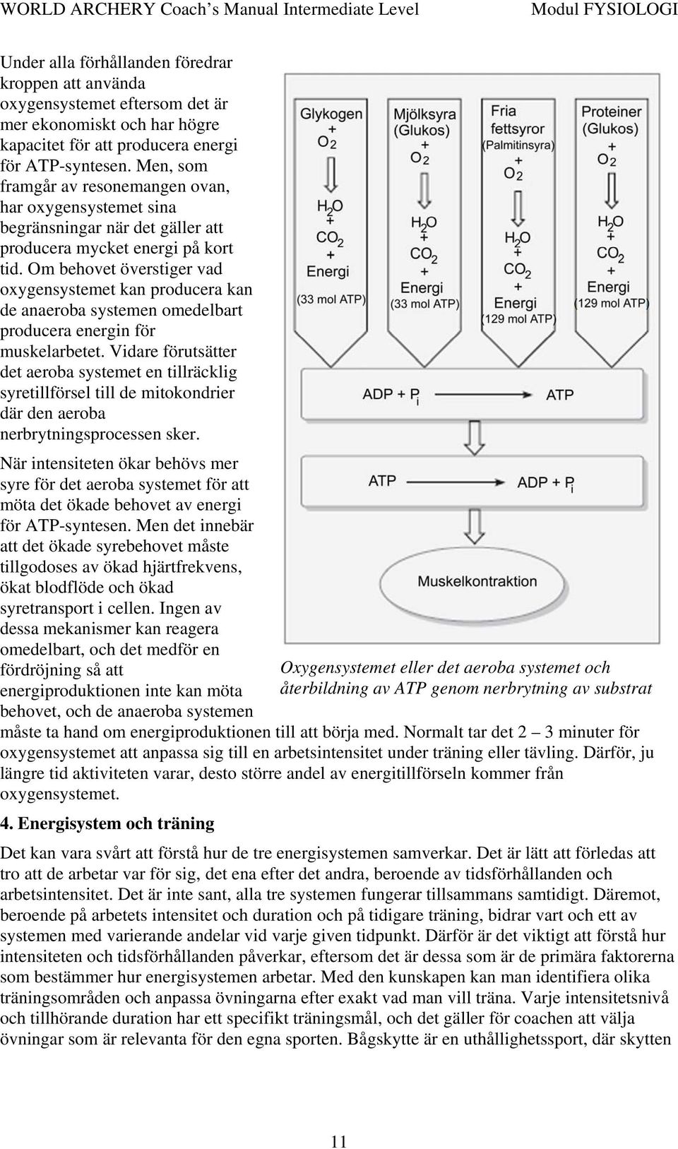 Om behovet överstiger vad oxygensystemet kan producera kan de anaeroba systemen omedelbart producera energin för muskelarbetet.