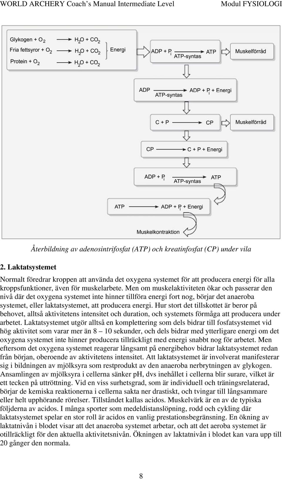 Men om muskelaktiviteten ökar och passerar den nivå där det oxygena systemet inte hinner tillföra energi fort nog, börjar det anaeroba systemet, eller laktatsystemet, att producera energi.
