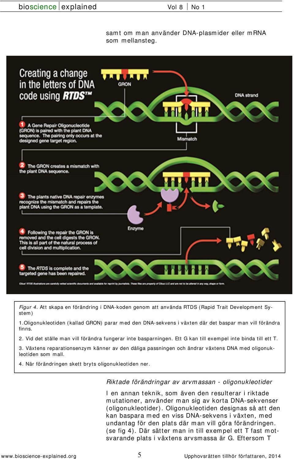 Ett G kan till exempel inte binda till ett T. 3. Växtens reparationsenzym känner av den dåliga passningen och ändrar växtens DNA med oligonukleotiden som mall. 4.
