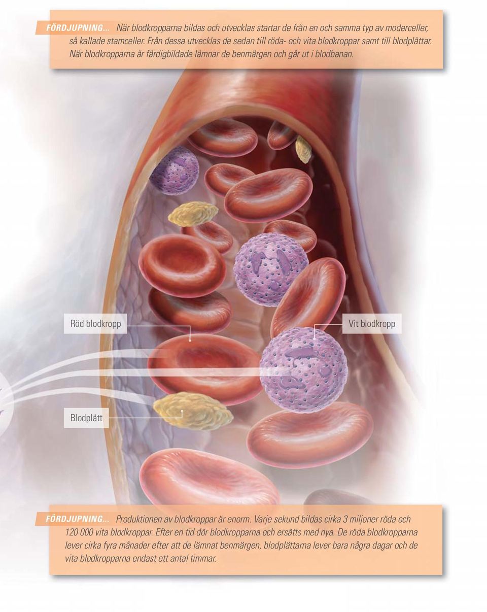 Röd blodkr kropp Vit blod krop p Blodplätt FÖRDJUPNING... Produktionen av blodkroppar är enorm. Varje sekund bildas cirka 3 miljoner röda och 120 000 vita blodkroppar.