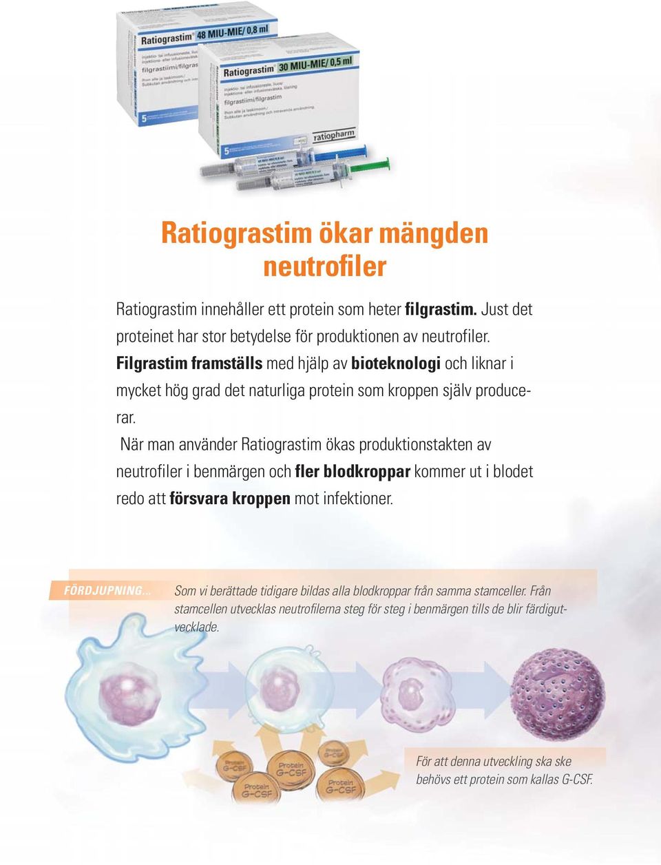 När man använder Ratiograstim ökas produktionstakten av neutrofiler i benmärgen och fler blodkroppar kommer ut i blodet redo att försvara kroppen mot infektioner. FÖRDJUPNING.