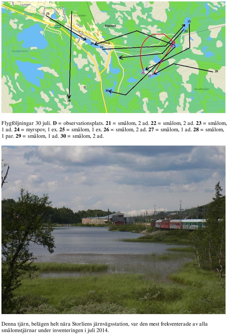 28 = smålom, 1 par. 29 = smålom, 1 ad. 30 = smålom, 2 ad.