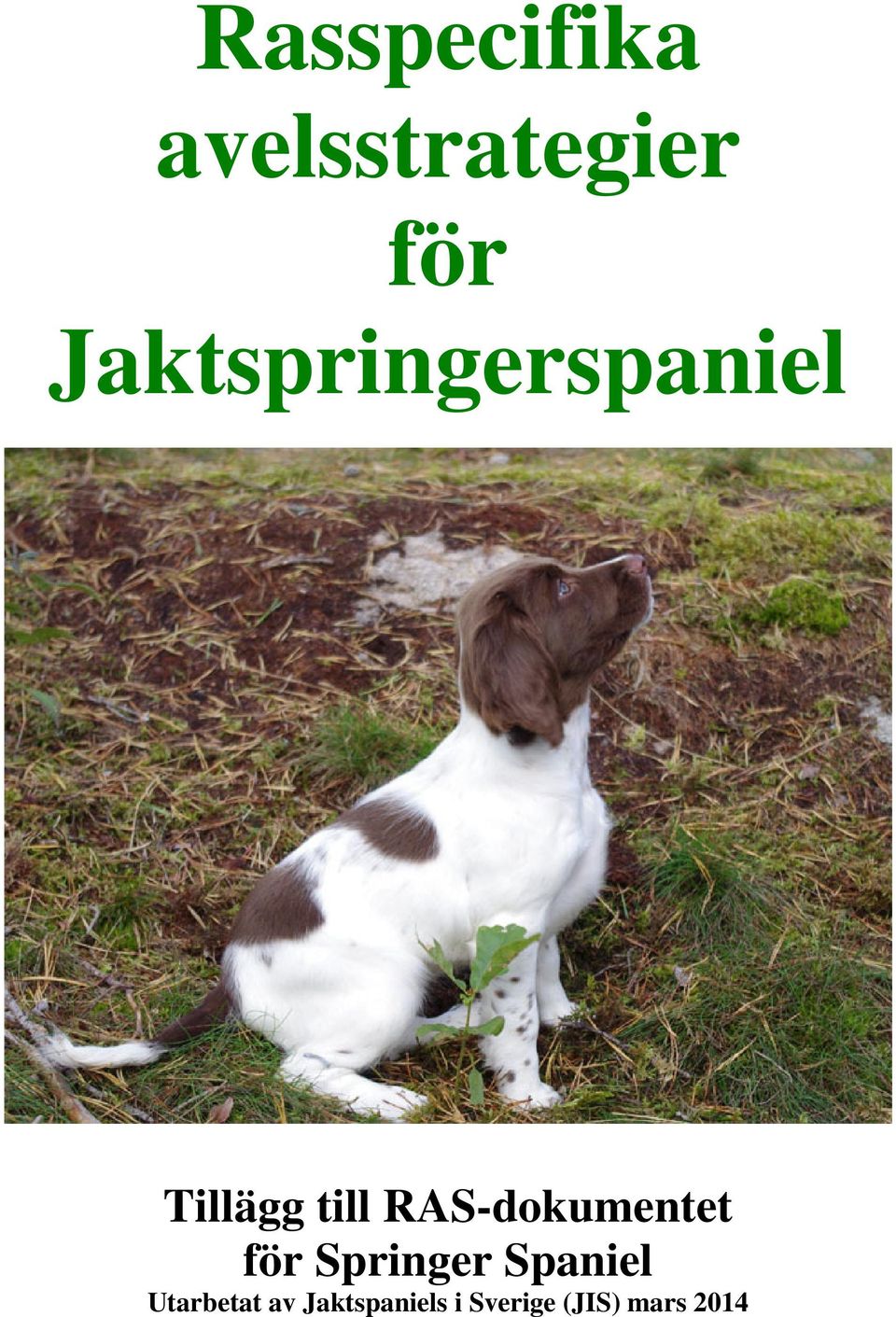 RAS-dokumentet för Springer Spaniel