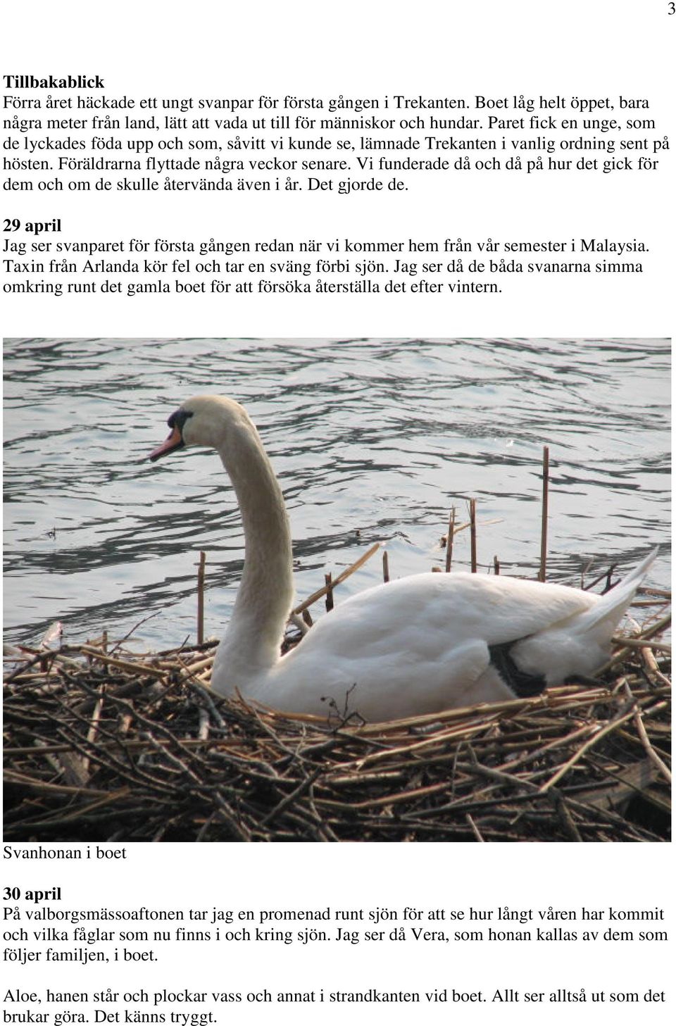 Vi funderade då och då på hur det gick för dem och om de skulle återvända även i år. Det gjorde de. 29 april Jag ser svanparet för första gången redan när vi kommer hem från vår semester i Malaysia.