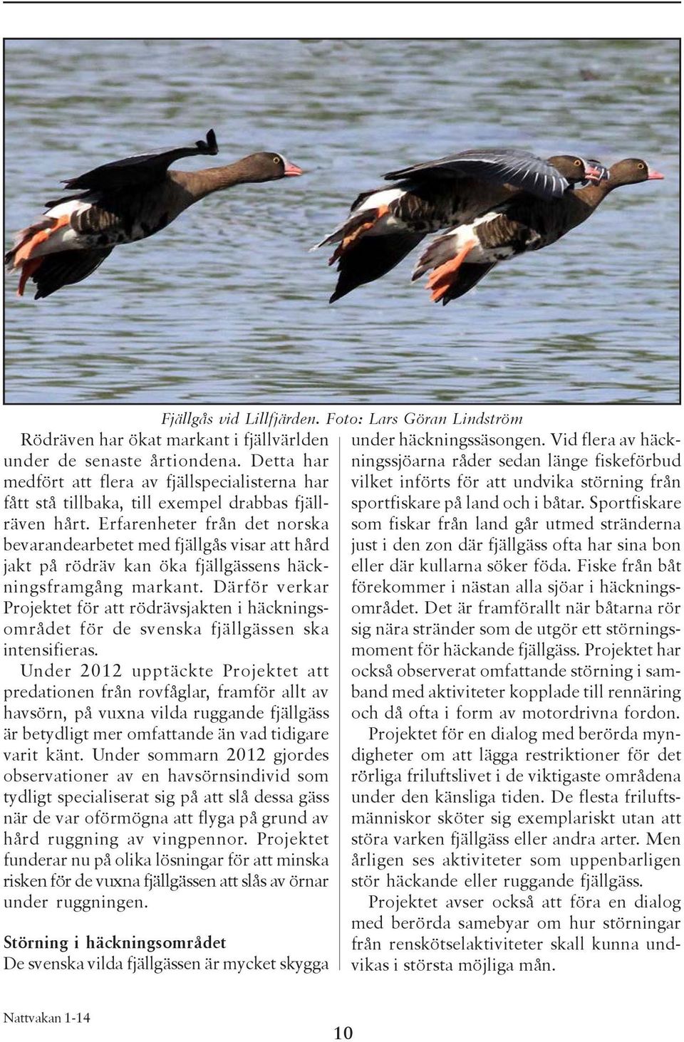 Sportfiskare som fiskar från land går utmed stränderna just i den zon där fjällgäss ofta har sina bon eller där kullarna söker föda. Fiske från båt förekommer i nästan alla sjöar i häckningsområdet.