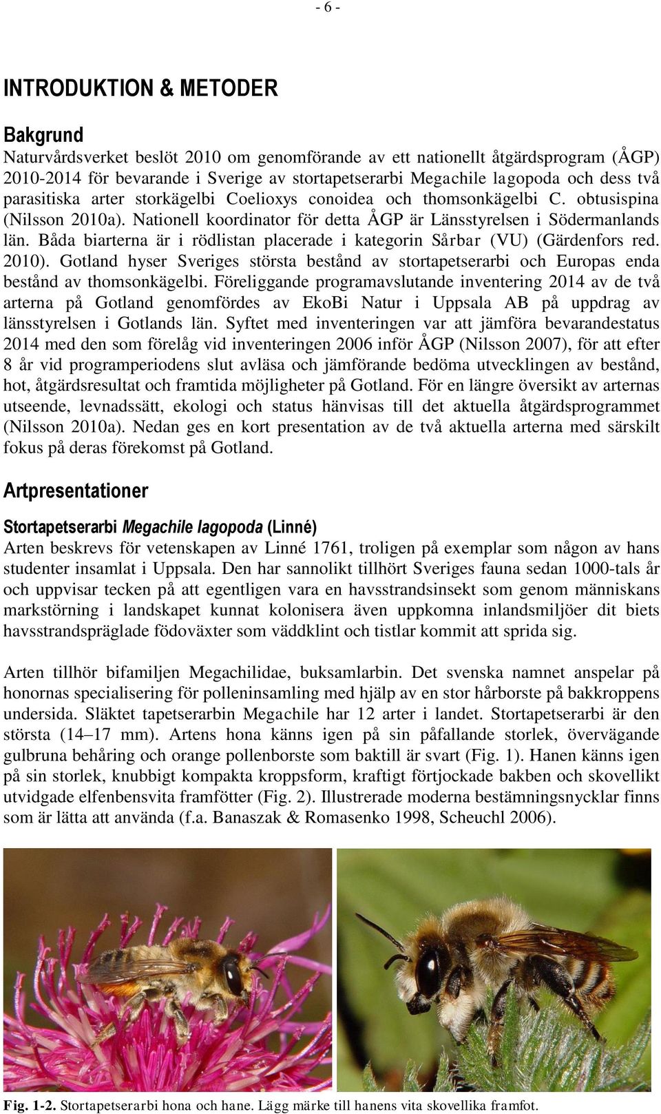 Båda biarterna är i rödlistan placerade i kategorin Sårbar (VU) (Gärdenfors red. 2010). Gotland hyser Sveriges största bestånd av stortapetserarbi och Europas enda bestånd av thomsonkägelbi.