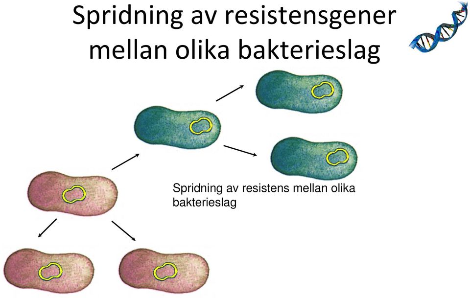 olika bakterieslag 