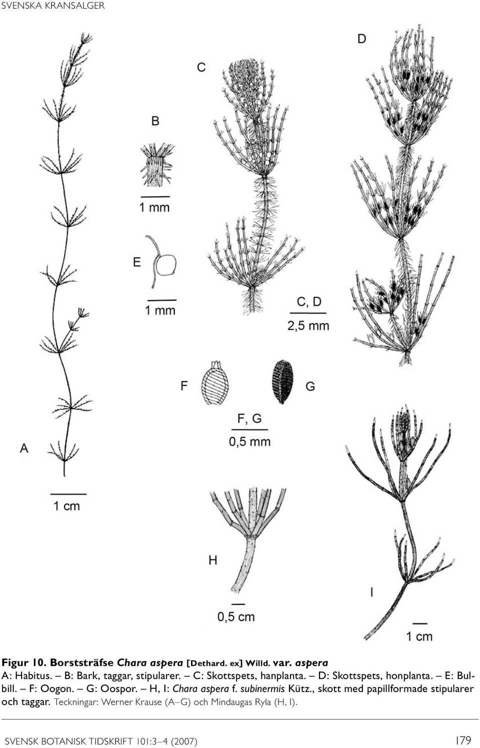 F: Oogon. G: Oospor. H, I: Chara aspera f. subinermis Kütz.
