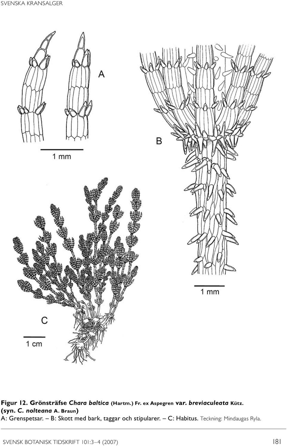 Braun) A: Grenspetsar. B: Skott med bark, taggar och stipularer.