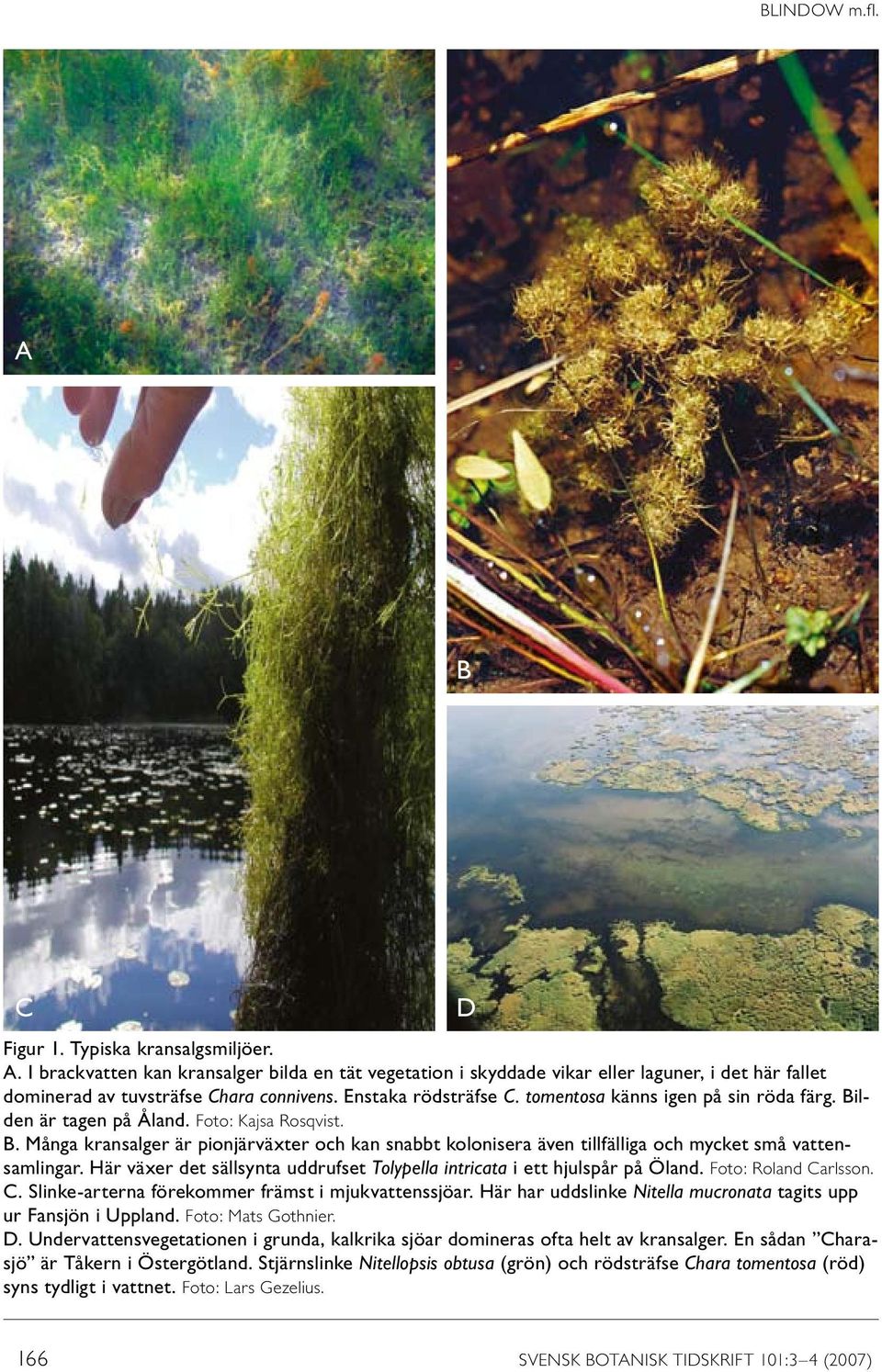 Här växer det sällsynta uddrufset Tolypella intricata i ett hjulspår på Öland. Foto: Roland Carlsson. C. Slinke-arterna förekommer främst i mjukvattenssjöar.