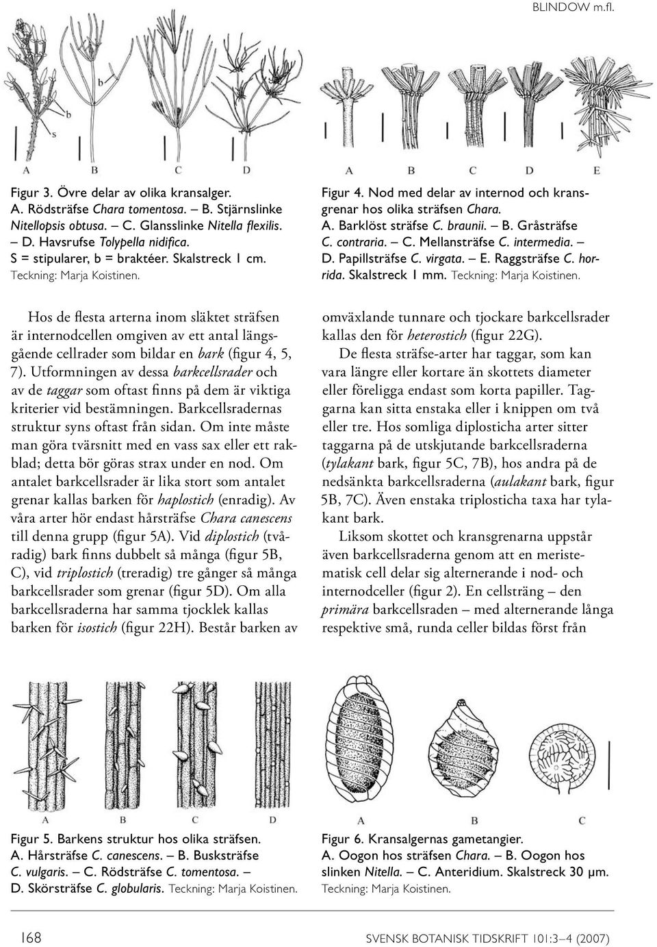 contraria. C. Mellansträfse C. intermedia. D. Papillsträfse C. virgata. E. Raggsträfse C. horrida. Skalstreck 1 mm. Teckning: Marja Koistinen.
