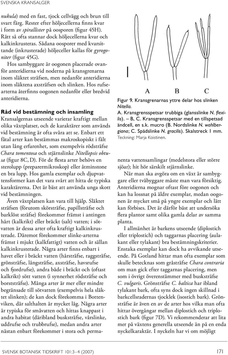 Hos sambyggare är oogonen placerade ovanför anteridierna vid noderna på kransgrenarna inom släktet sträfsen, men nedanför anteridierna inom släktena axsträfsen och slinken.