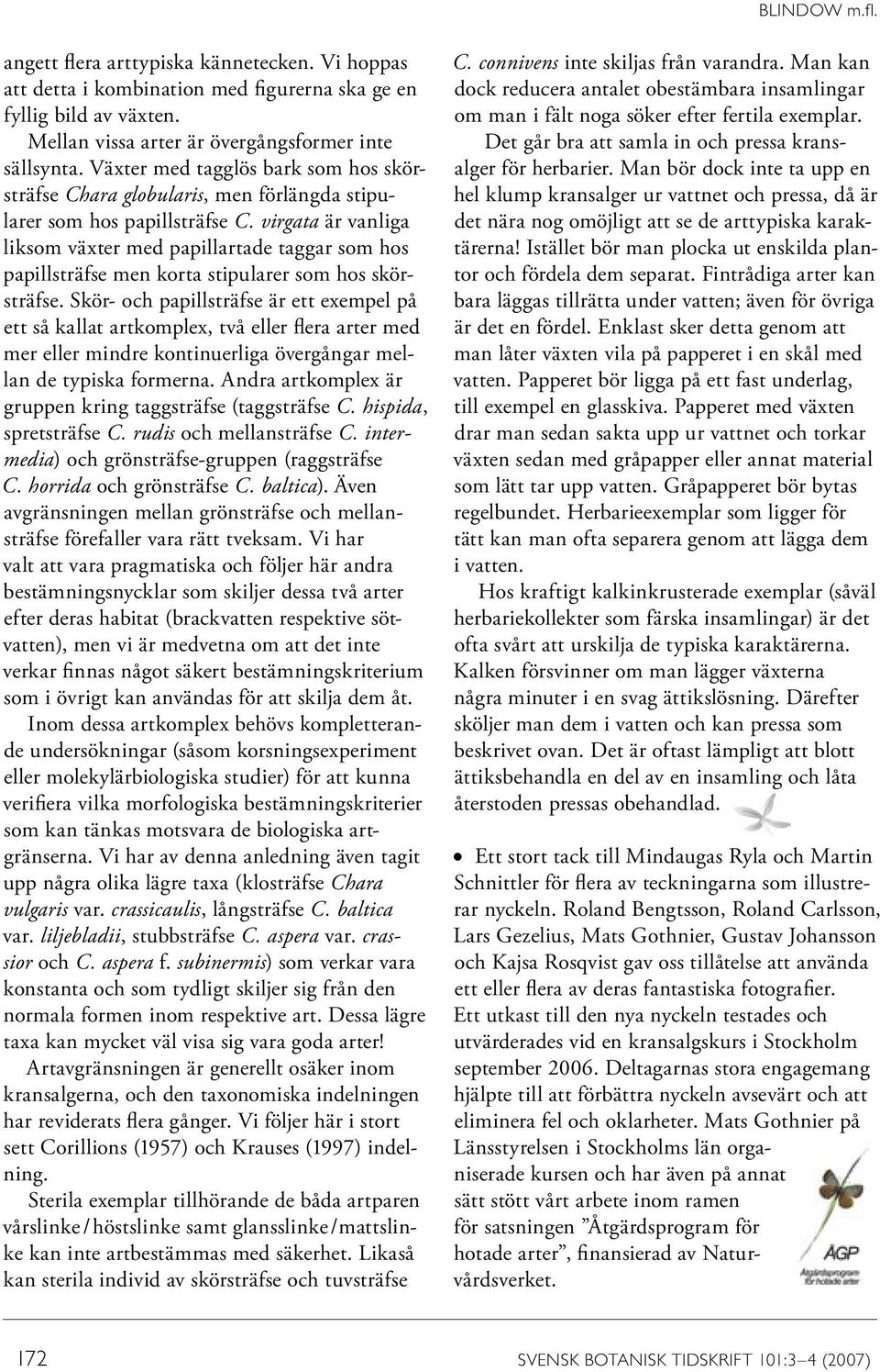 virgata är vanliga liksom växter med papillartade taggar som hos papillsträfse men korta stipularer som hos skörsträfse.