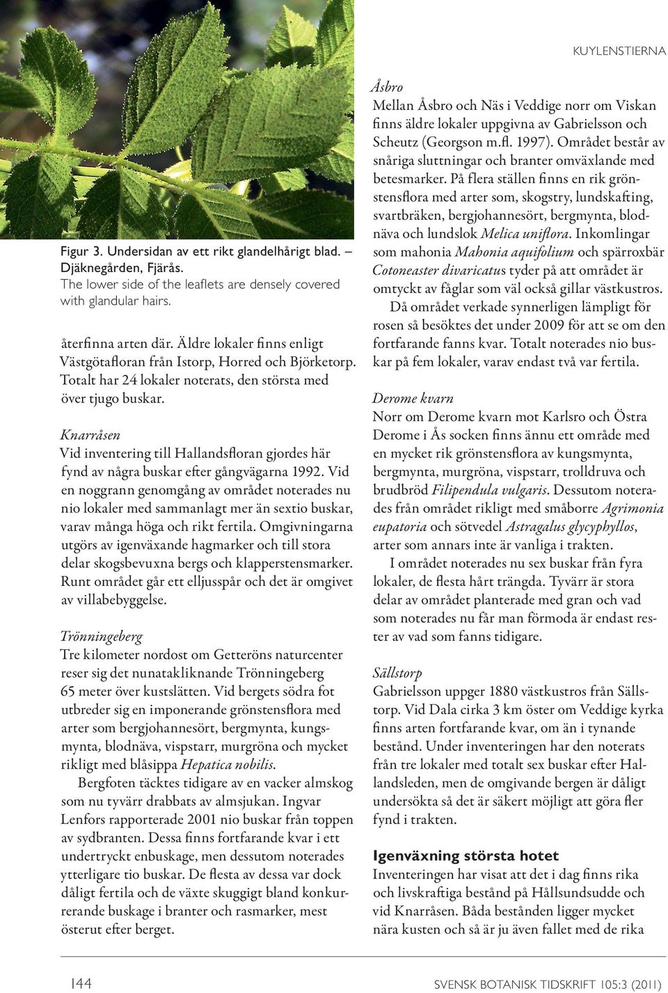 Knarråsen Vid inventering till Hallandsfloran gjordes här fynd av några buskar efter gångvägarna 1992.