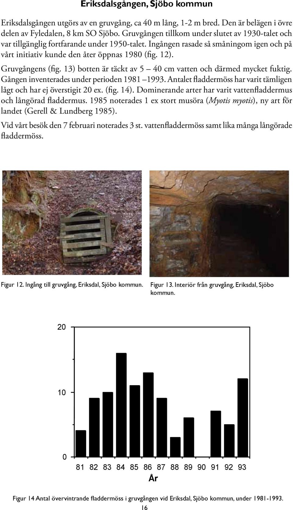 Gruvgångens (fig. 13) botten är täckt av 5 40 cm vatten och därmed mycket fuktig. Gången inventerades under perioden 1981 1993. Antalet fladdermöss har varit tämligen lågt och har ej överstigit 20 ex.