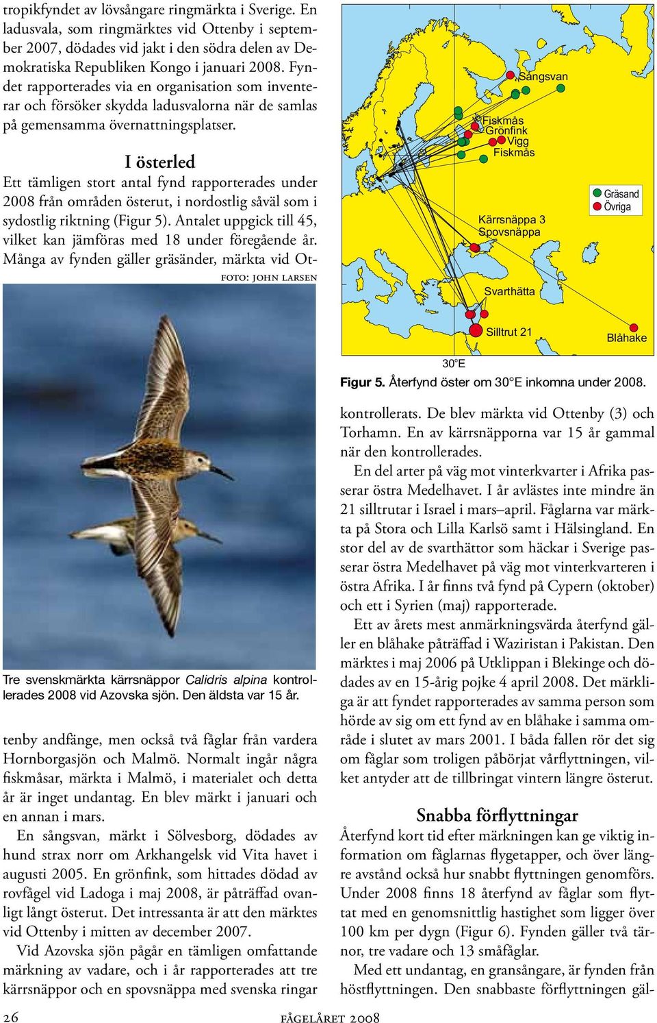 foto: john larsen Fiskmås Grönfink Vigg Fiskmås Svarthätta Sångsvan Kärrsnäppa 3 Spovsnäppa Gräsand Övriga Silltrut 21 Blåhake Tre svenskmärkta kärrsnäppor Calidris alpina kontrollerades 2008 vid