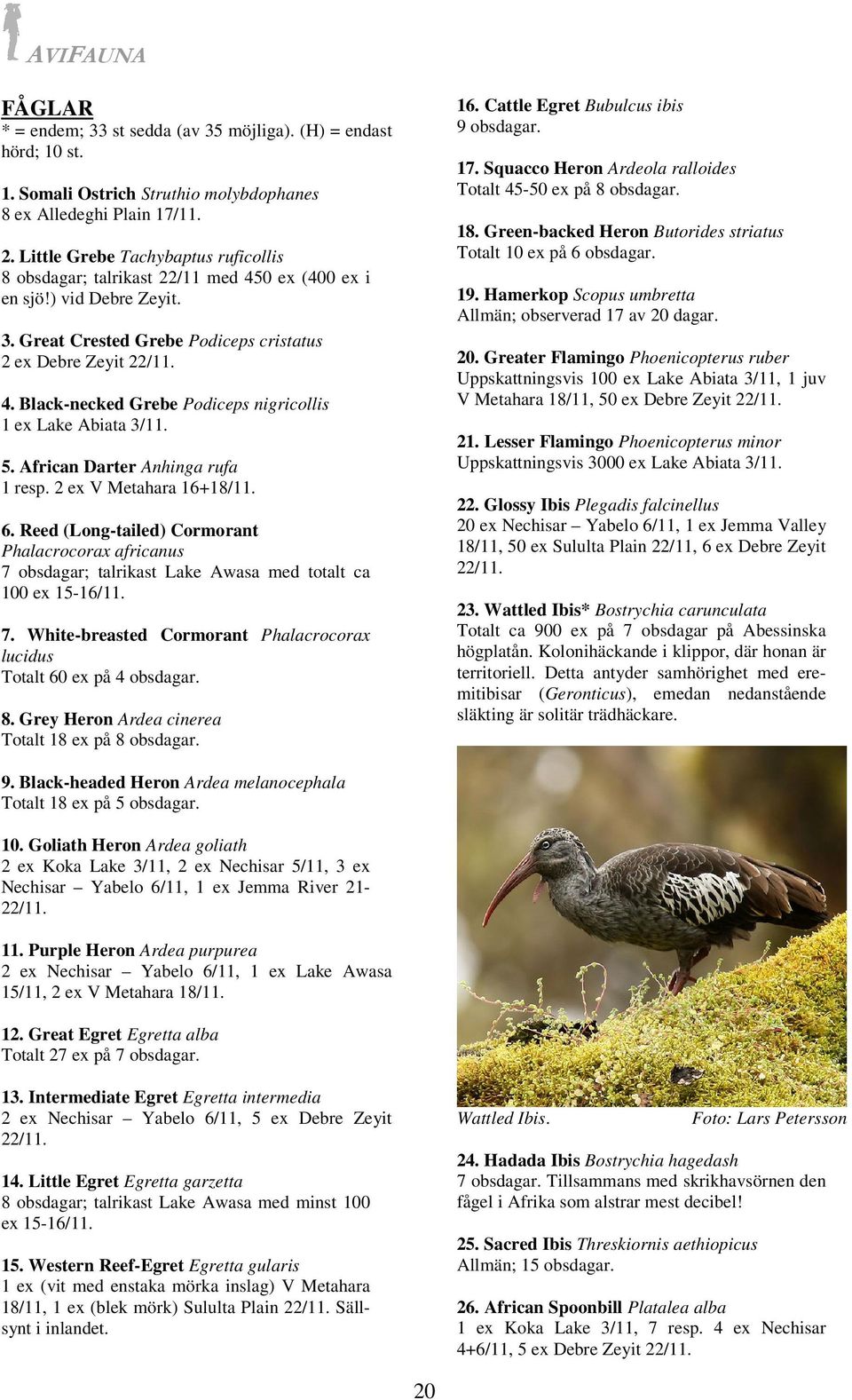 5. African Darter Anhinga rufa 1 resp. 2 ex V Metahara 16+18/11. 6. Reed (Long-tailed) Cormorant Phalacrocorax africanus 7 obsdagar; talrikast Lake Awasa med totalt ca 100 ex 15-16/11. 7. White-breasted Cormorant Phalacrocorax lucidus Totalt 60 ex på 4 obsdagar.