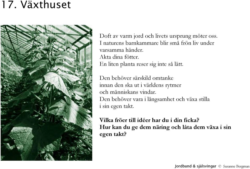 En liten planta reser sig inte så lätt.