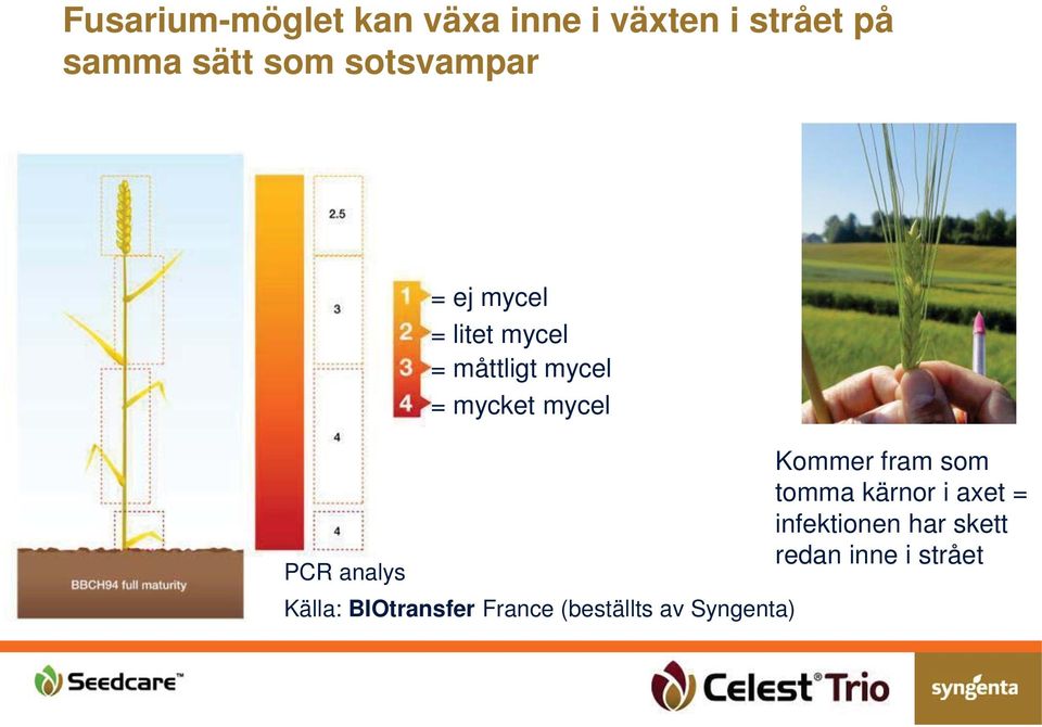 Kommer fram som tomma kärnor i axet = infektionen har skett redan