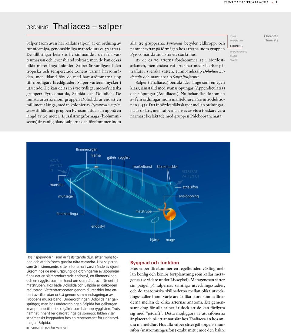 Salper är vanligast i den tropiska och tempererade zonens varma havsområden, men ibland förs de med havsströmmarna upp till nordligare breddgrader. Salper varierar mycket i utseende.